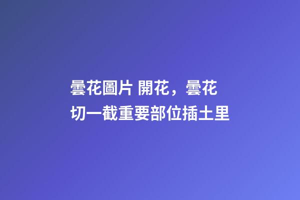 曇花圖片 開花，曇花切一截重要部位插土里-第1張-觀點-玄機派